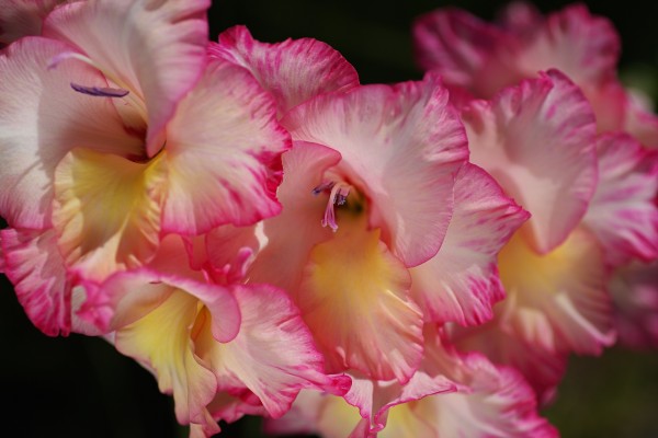 Gladiolus Flowers Together by Joy Watson